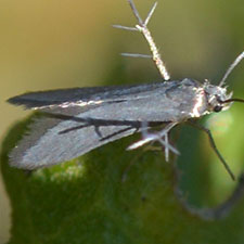 Schreckensteinia felicella