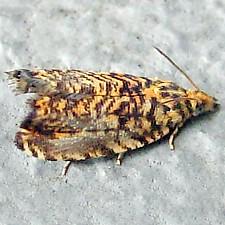 Dichrorampha leopardana