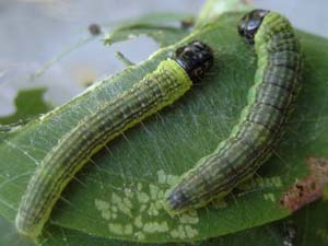 Sciota subcaesiella