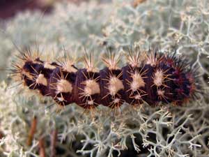 Acronicta longa