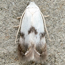 Opostegoides scioterma