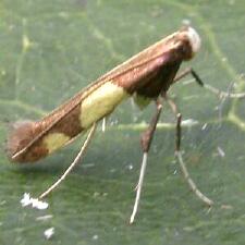 Caloptilia bimaculatella