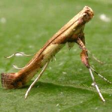 Caloptilia blandella