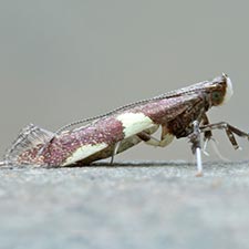 Caloptilia burgessiella