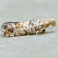 Epinotia normanana