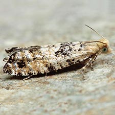 Epinotia normanana