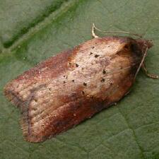 Acleris viburnana