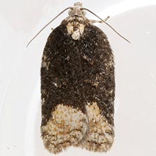 Acleris clarkei