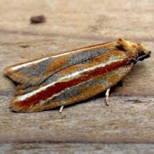 Acleris variana