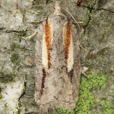 Acleris youngana