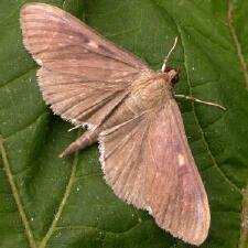 Herpetogramma aeglealis