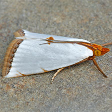 Argyria rufisignella