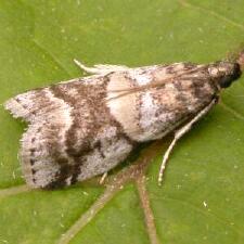 Acrobasis indigenella