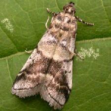 Acrobasis indigenella