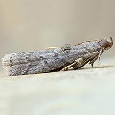 Acrobasis cunulae