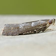 Ortholepis myricella