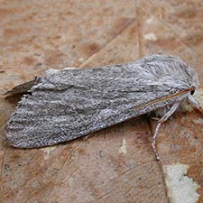 Acronicta lanceolaria