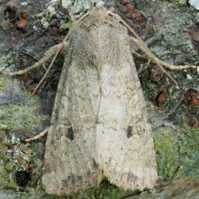 Apamea lutosa