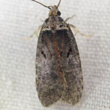 Agonopterix sp.