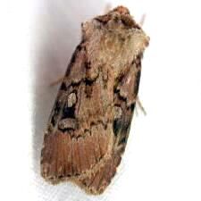 Agrotis obliqua