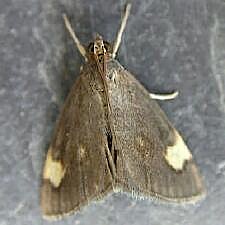 Evergestis unimacula