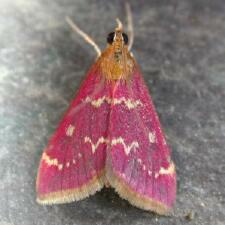 Pyrausta signatalis