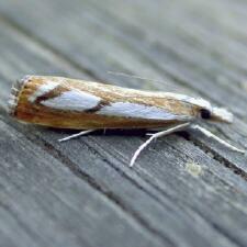 Catoptria latiradiellus