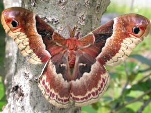 Callosamia promethea