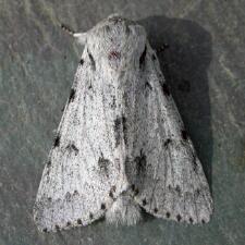 Acronicta vulpina