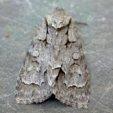 Acronicta grisea