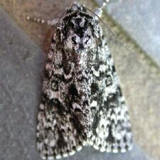 Acronicta noctivaga