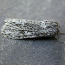 Acronicta longa