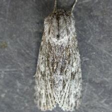 Acronicta longa