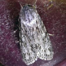 Acronicta longa