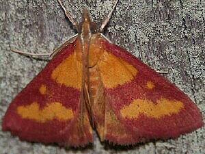 Pyrausta laticlavia