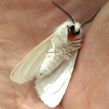 Spilosoma latipennis