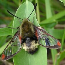 Hemaris thetis