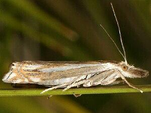 Crambus whitmerellus