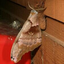 Antheraea polyphemus