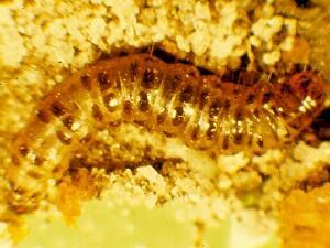 Crambus praefectellus