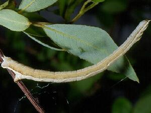 Numia bicoloraria