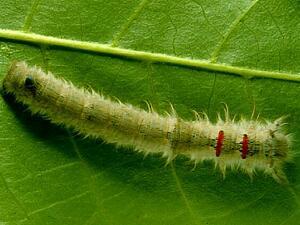 Phyllodesma americana