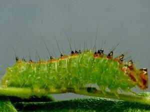 Acronicta tritona