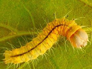 Acronicta afflicta