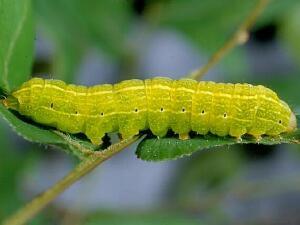 Fagitana littera