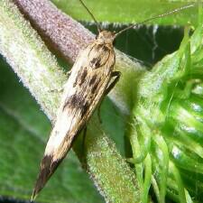 Scythris limbella