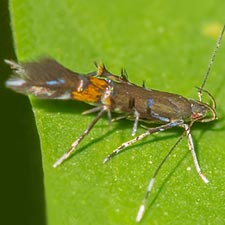 Cosmopterix clandestinella