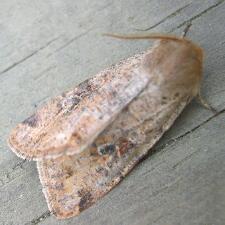 Orthosia rubescens