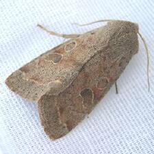 Orthosia hibisci