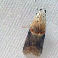 Acrobasis demotella